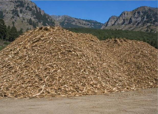 Chip stockpile