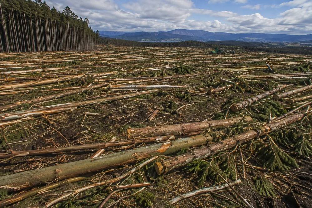 Felled wood in a cleared landscape